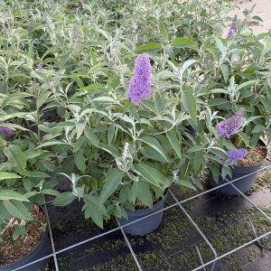 Schmetterlingsflieder Reve de Papillon Lavender