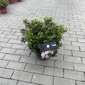 Rhododendron „Bloombux“