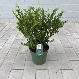 Ilex crenata "Caroline Upright"
