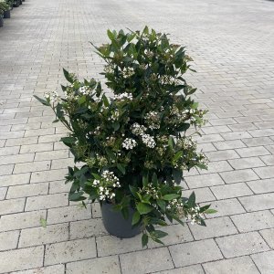 Lorbeerschneeball
