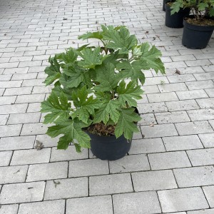 Eichblättrige Hortensie