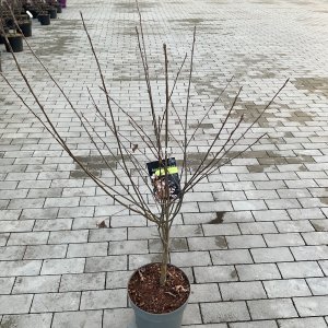 Felsenbirne Robin Hill