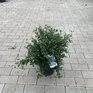 Kalifornischer Flieder Victoria