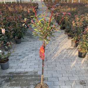 Glanzmispel Devils Dream