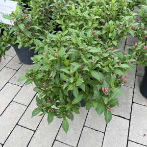 Weigelie Pink Poppet