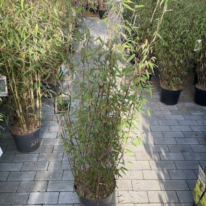 Bambus Malachite Monkeys