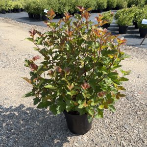 Blasenspiere Amber Jubilee