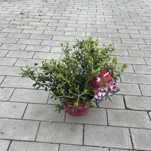 Rhododendron „Bloombux“ magenta