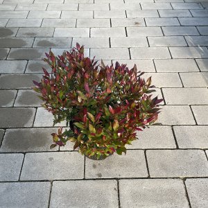 Schattenglöckchen Little Flames