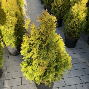 Abendländischer Lebensbaum Golden Smaragd