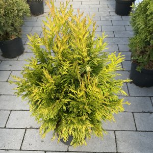 Lebensbaum 4 Ever Goldy