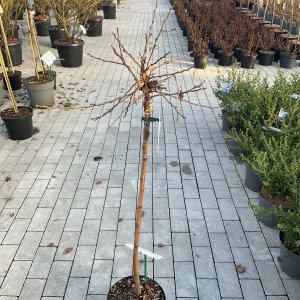 Magische Kugel-Birke