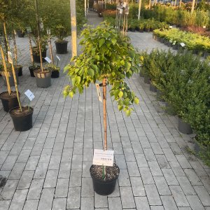 Magische Kugel-Birke