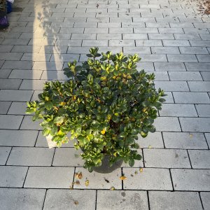 Azalea jap. Schneeperle