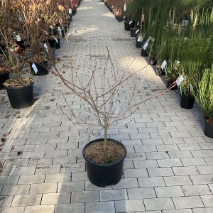 Japanischer Blumen-Hartriegel Satomi