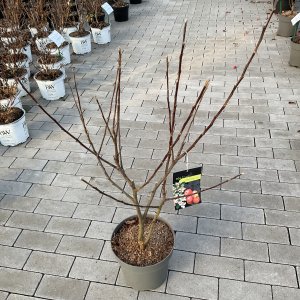 Zierapfel John Downie