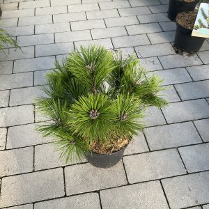 Dichtblättrige Kiefer Low Glow