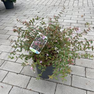 Chinesische Abelie Edward Goucher