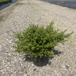 Zwergilex Glorie Dwarf