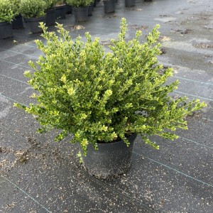 Zwergilex Glorie Dwarf