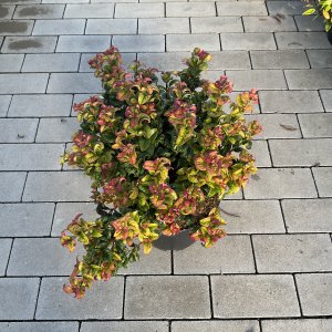 Schattenglöckchen Curley Red