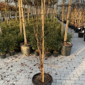 Amerikanischer Amberbaum Slender Silhouette