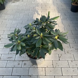 Rhododendron Cherry Kiss