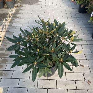 Rhododendron Vulcans Flame