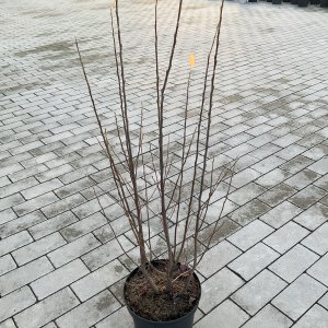 Felsenbirne Rainbow Pillar