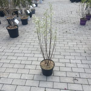 Felsenbirne Rainbow Pillar