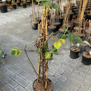 Brombeeren Loch Ness