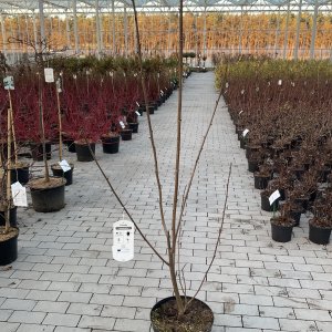 Taschentuchbaum