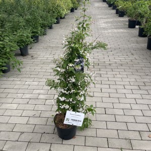 Kalmiendeutzia