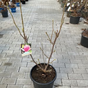 Tulpenmagnolie Satisfaction