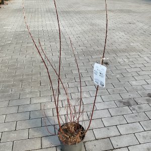 Rosmarin-Weide