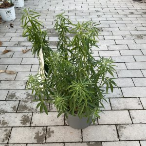 Mexikanische Orangenblüte Aztec