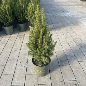 Zuckerhutfichte Perfekta