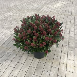 Japanische Blütenskimmie Rubella