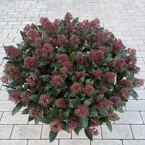 Japanische Blütenskimmie Rubella