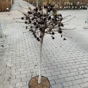 Amerikanischer Amberbaum Gum Ball