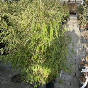 Gartenbambus Green Lion