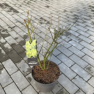 Fächerahorn Going Green