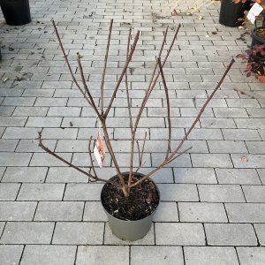 Perückenstrauch Old Fashioned