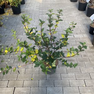 Winter-Heckenkirsche