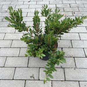 Traubiger Zweigriffel