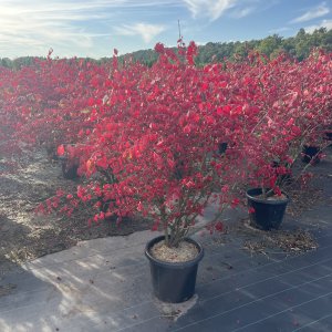 Korkspindel Chicago Fire