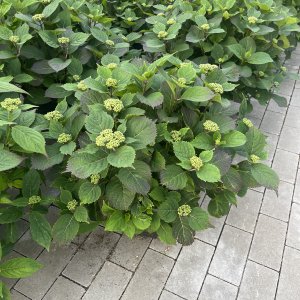Koreanische Hortensie