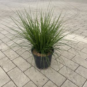 Brunnera Carex Verde