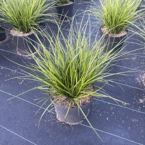 Brunnera Carex Verde
