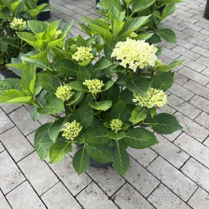 Bauernhortensie Saxon Bright White